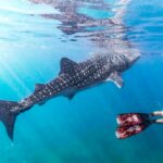 Китовые акулы в Ослоб