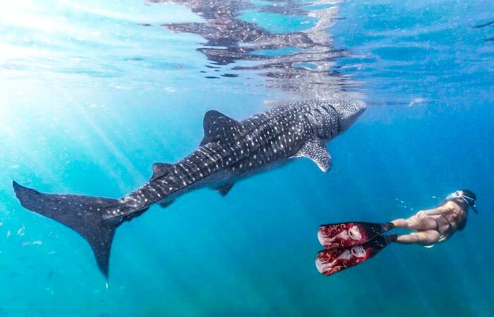 Китовые акулы в Ослоб