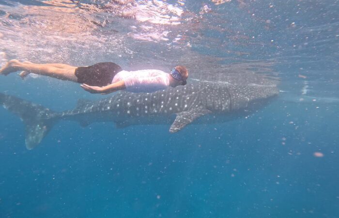 Плавание с акулами в Ослоб