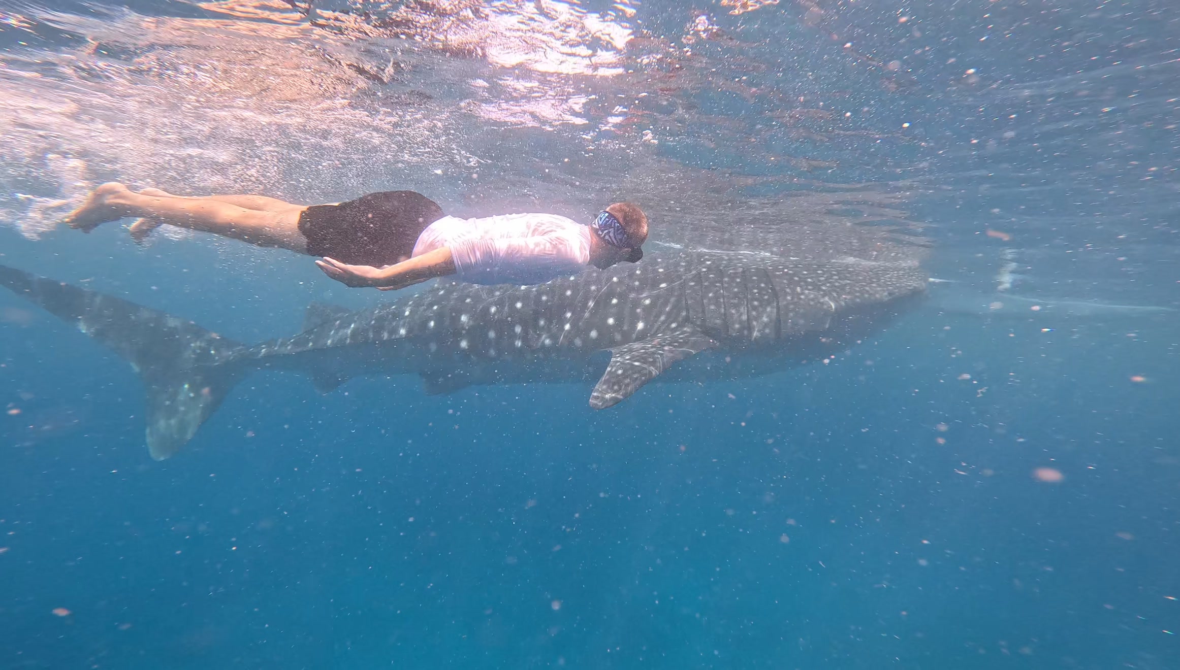 Плавание с акулами в Ослоб
