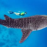 Китовые акулы в Ослоб