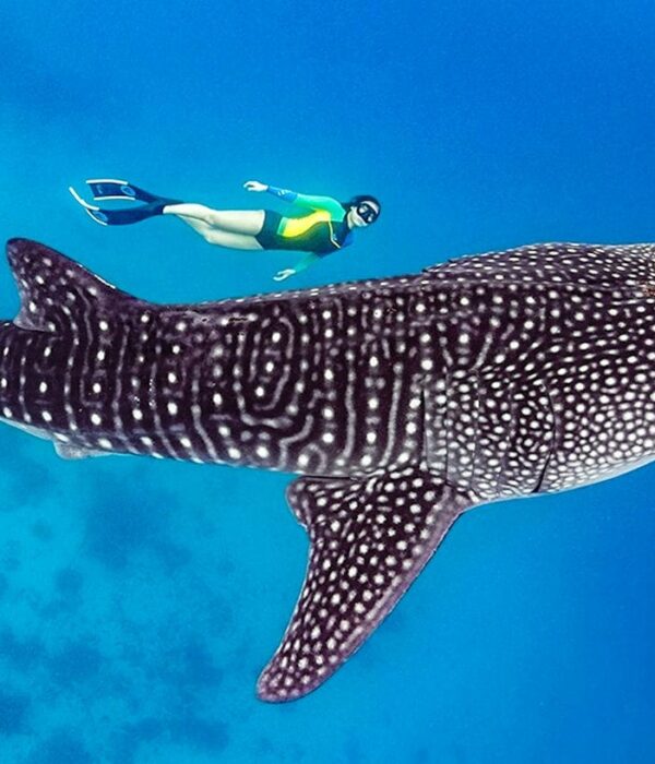 Китовые акулы в Ослоб