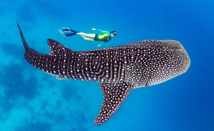 Китовые акулы в Ослоб