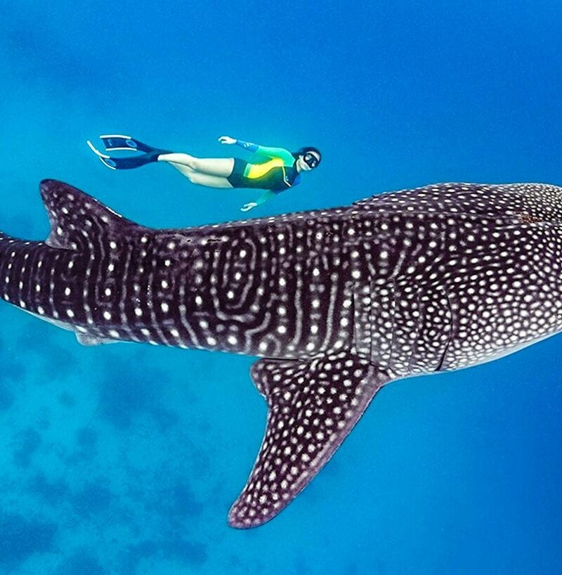 Китовые акулы в Ослоб