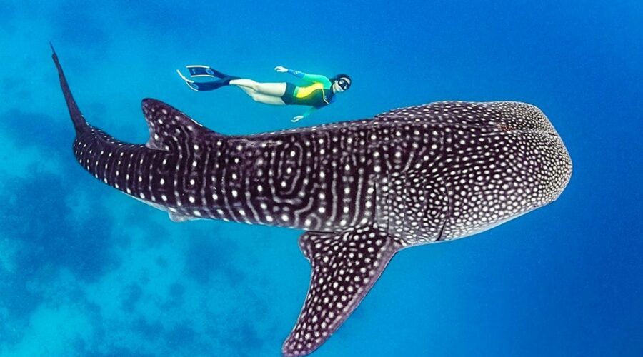 Китовые акулы в Ослоб