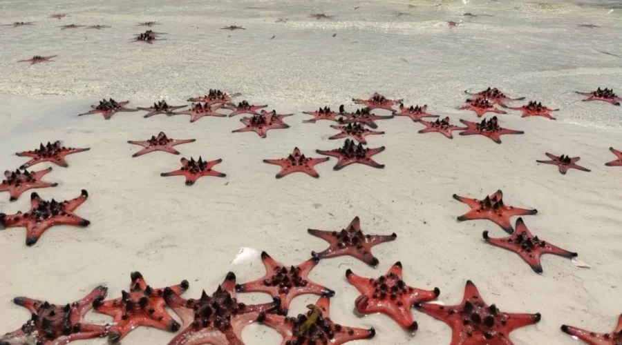 Звездный пляж